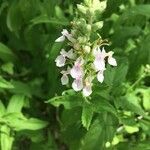 Teucrium canadenseFlower