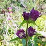 Gentiana pannonica 形态