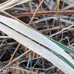 Calamagrostis epigejos Blad