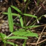 Vicia lenticula ᱵᱟᱦᱟ