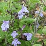 Clinopodium grandiflorum Blatt