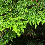 Chamaecyparis obtusa Hoja