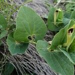 Aristolochia paucinervis Blad