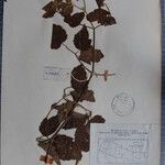 Clematis buchananiana Otro