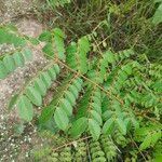 Caesalpinia bonduc برگ