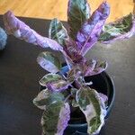 Strobilanthes alternata Leht