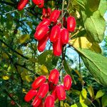 Berberis vulgaris Плід