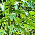 Costus guanaiensis Feuille