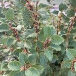 Betula humilis Leaf