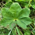 Alchemilla glabra Hoja