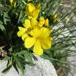 Linum capitatum Flor