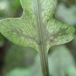 Bolbitis fluviatilis Leaf