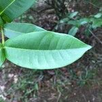 Ixora javanica Folha