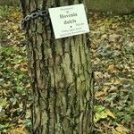 Hovenia dulcis Coajă