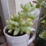 Sedum allantoides পাতা