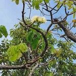 Caryocar brasiliense Kvet