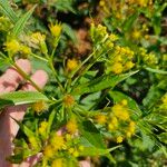 Senecio cacaliaster Kwiat