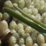 Werneria pectinata Leaf