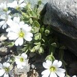 Cerastium latifolium 花