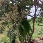 Ehretia acuminata Virág