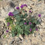 Phacelia calthifolia Habitatea