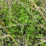 Galium tricornutum आदत