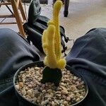 Chamaecereus silvestrii Blatt