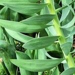 Fritillaria persica Blad