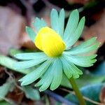 Eranthis hyemalisLeaf