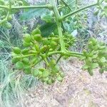 Delarbrea longicarpa