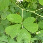 Rubus adscitus Blad