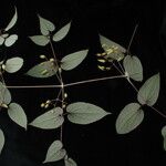Clematis connata Hábito