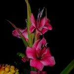 Gladiolus dubius Цвят