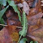 Asplenium rhizophyllum Hábitos