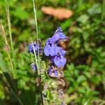 Lobelia siphiliticaFlower