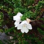 Prostanthera cuneata Çiçek