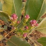 Orthocarpus cuspidatus Çiçek