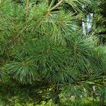 Pinus koraiensis 葉