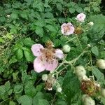 Rubus ulmifolius Blomst