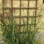 Miscanthus sinensis Libunga