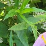 Kosteletzkya pentacarpos Leaf