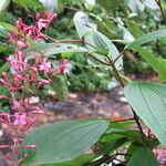 Oxyspora paniculata Habitus