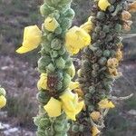 Verbascum thapsusFlower