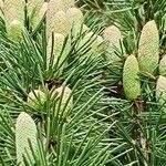 Cedrus deodaraFruit