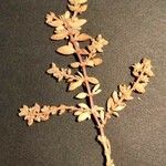 Herniaria ciliolata Mosusu