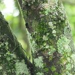 Dais cotinifolia Φλοιός