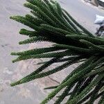 Araucaria columnaris Hoja