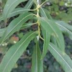 Salix triandra Foglia