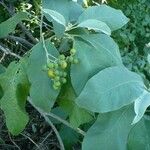 Solanum erianthum 葉