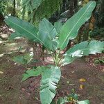 Musa velutina Hábito